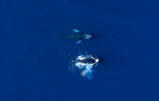 Ballenas guerrero