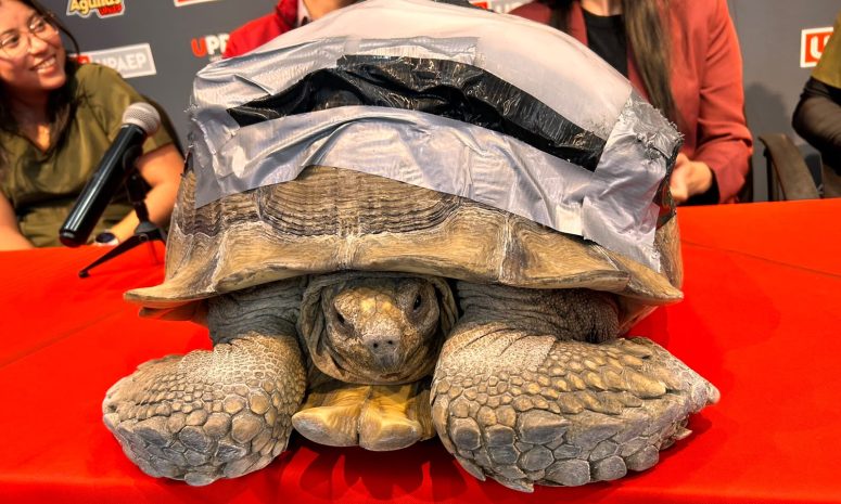 Salvan a Darwin, tortuga atropellada, con órtesis 3D en UPAEP